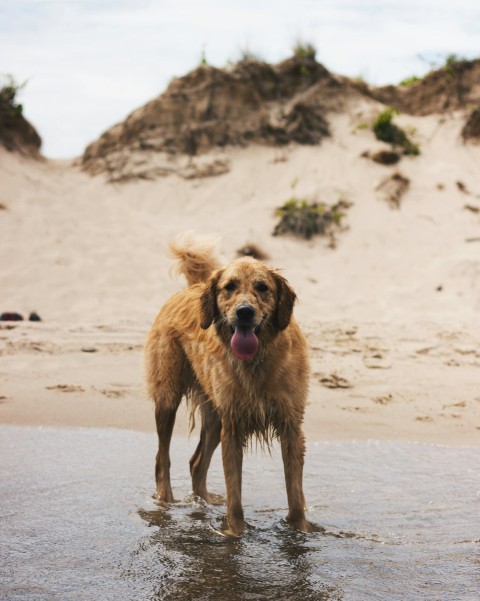 brown long coated dog running on beach during daytime