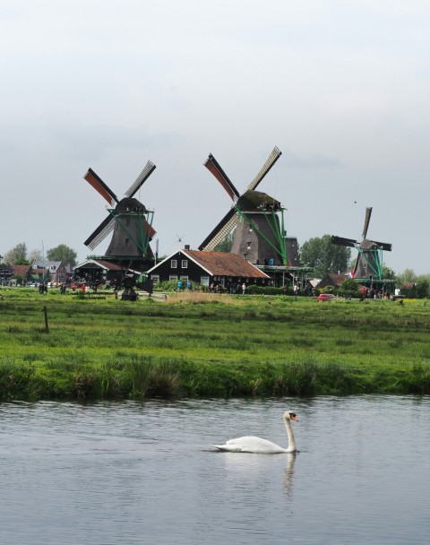 a swan swimming in a body of water near windmills