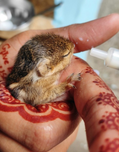 a person holding a small rodent in their hand