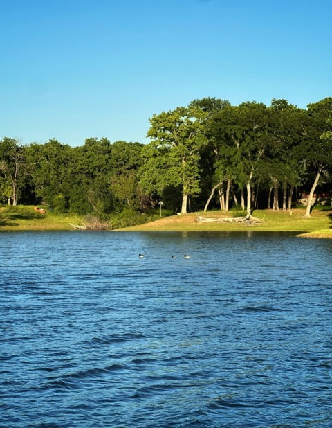 a body of water with trees in the background