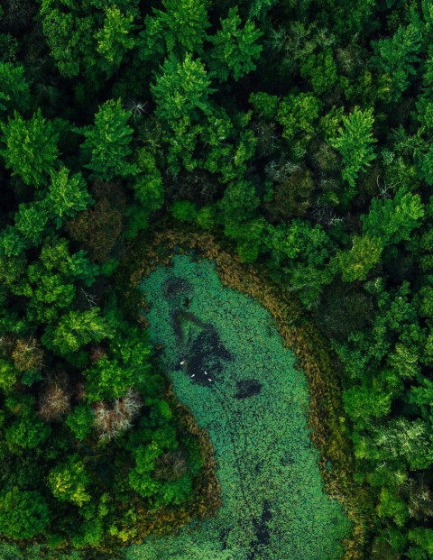 aerial view of green trees and swamp aIxDXa4T