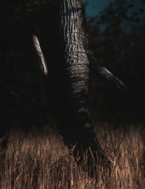 an elephant standing in a field of tall grass