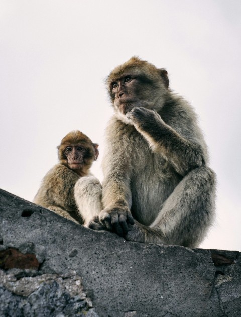 two monkeys on gray rock during daytime Q