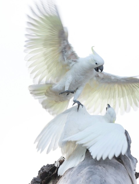 white bird with black beak