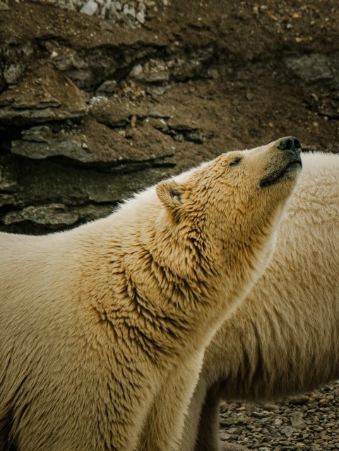 two polar bears standing next to each other Tdf3iXu