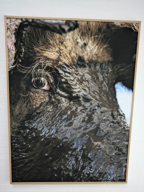 a picture of a black dogs face in water