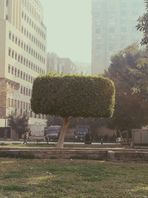 green tree in front of white concrete building