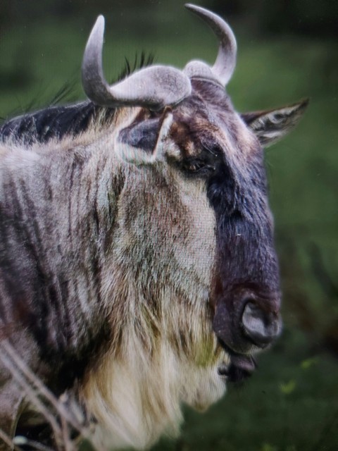 a close up of a horned animal with long horns w2sr