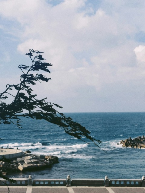 a view of a body of water with a tree in the foreground