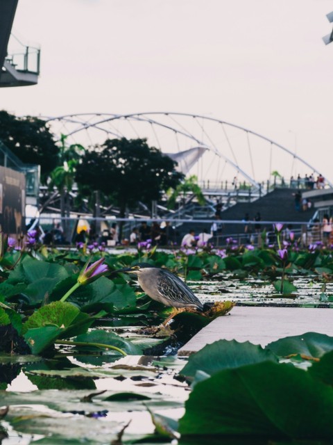 a bird is sitting on the edge of a pond