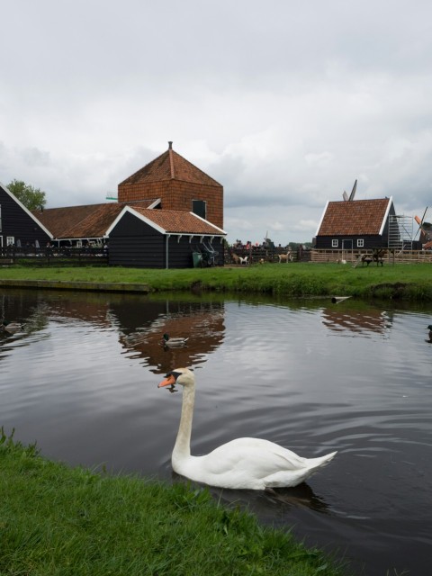 a swan is swimming in the water near some buildings