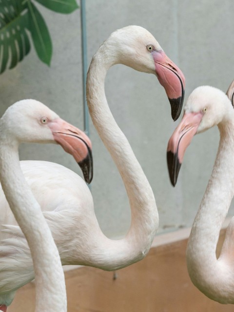 three flamingos standing next to each other in front of a mirror