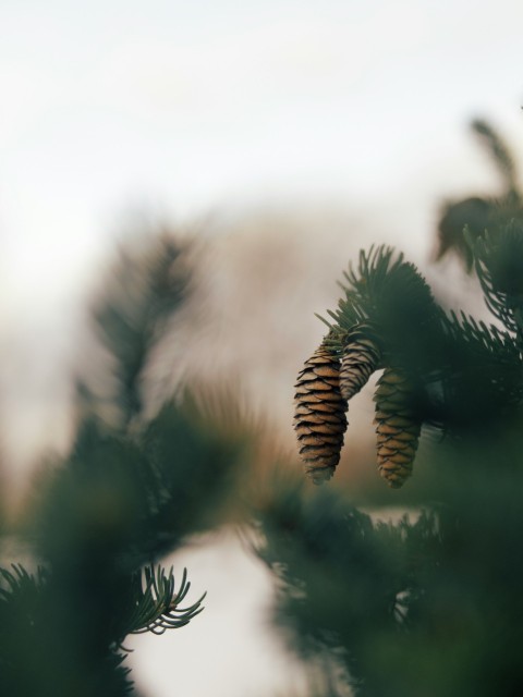 green pine tree in close up photography m_C