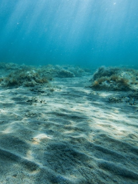 brown and gray coral reef ZqJqC