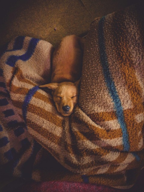 shallow focus photo of short coated brown puppy gQ