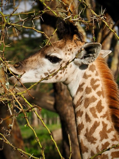 a giraffe eating leaves