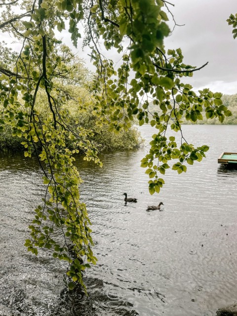 a couple of ducks floating on top of a lake