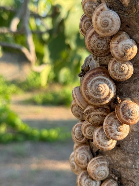 a bunch of mushrooms growing on a tree xXXpV