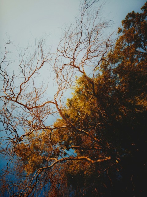 the branches of a tree against a blue sky