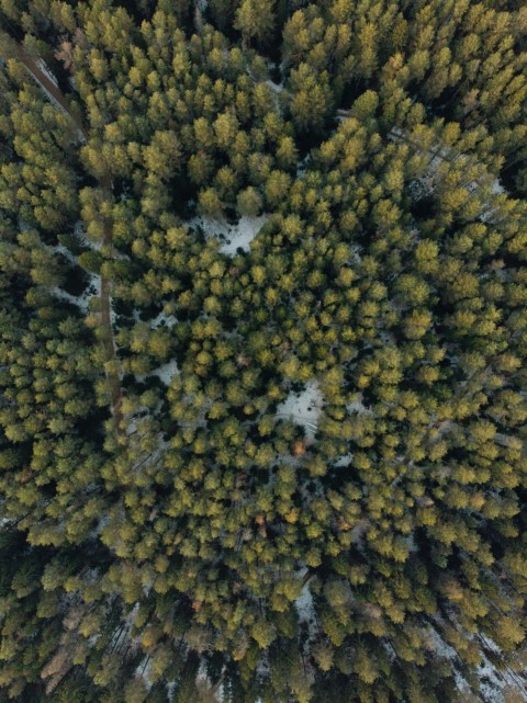 aerial view of green trees