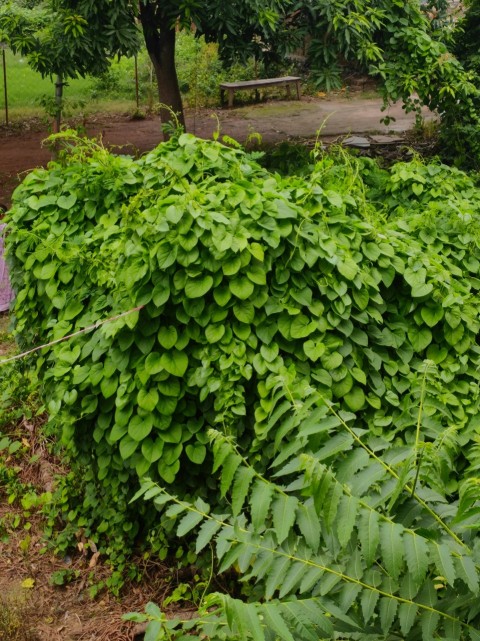 a lush green bush with lots of leaves