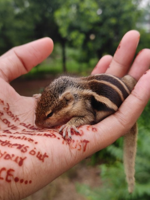 a person holding a small animal in their hand