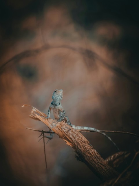 a small animal on a branch