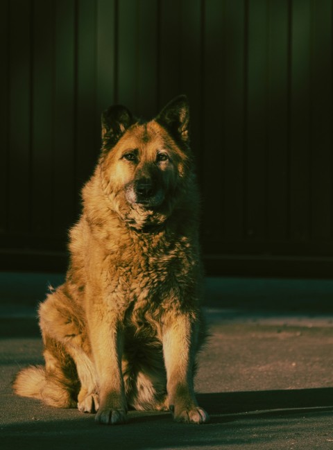 a large brown dog sitting on top of a cement floor