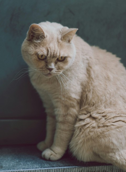 sitting brown cat