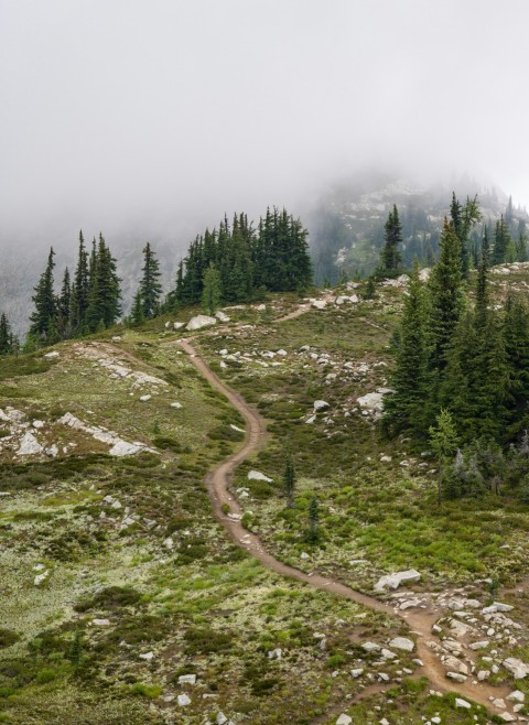 a dirt road with trees on the side