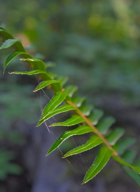 a close up of a green leaf on a tree