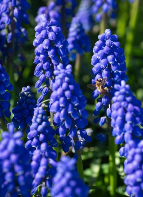 a bee is sitting on a blue flower