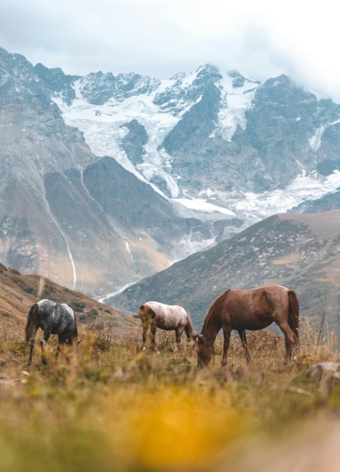 three horses eating grass near snow capped mountain