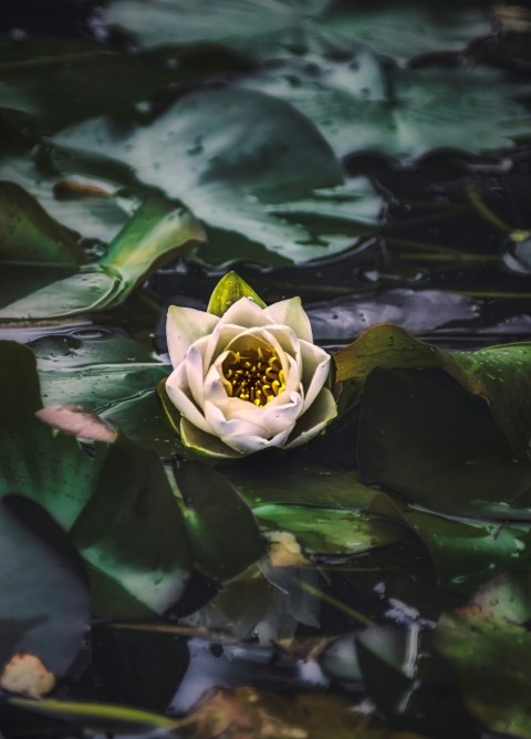 green lotus flower on water aXcrHD