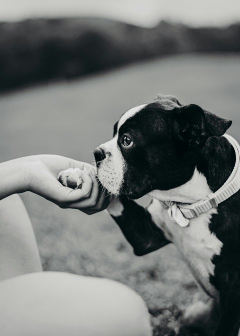 a person holding a dog