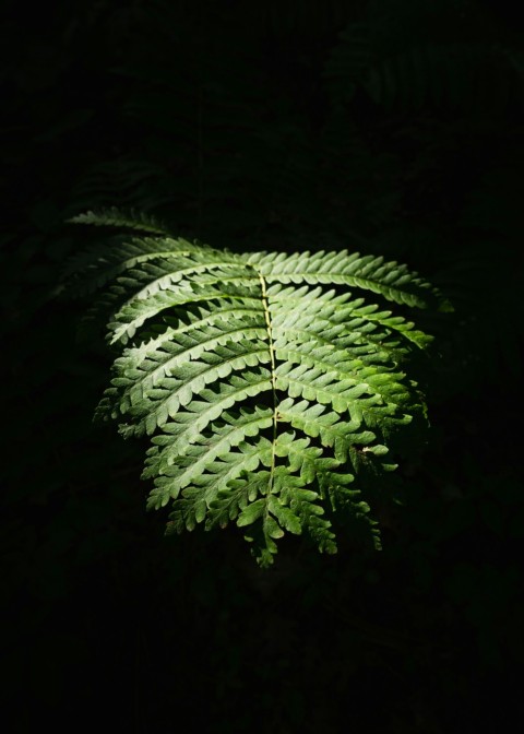 a fern leaf is glowing in the dark