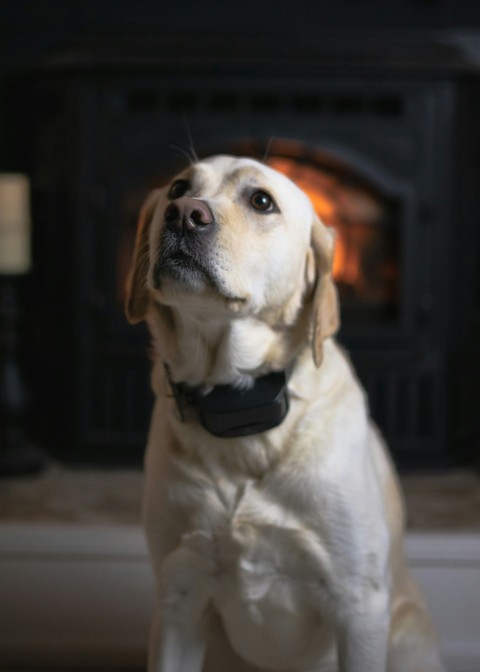 yellow labrador retriever with black leather collar J