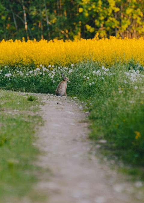 brown rabbit on green grass field beside river during daytime