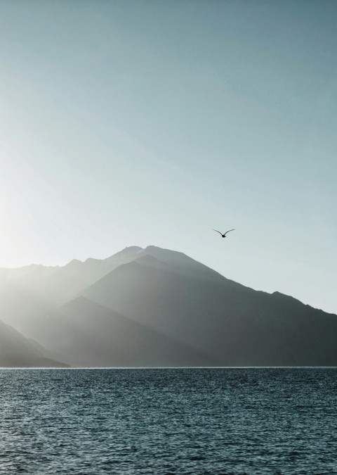 a bird flying over a large body of water