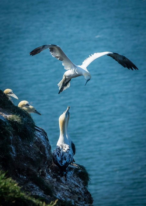 a flock of birds flying over a body of water