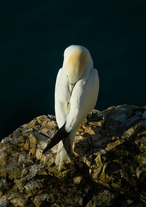 a large white bird sitting on top of a rock XyP