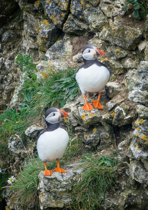 two puffins sitting on a rock in the grass