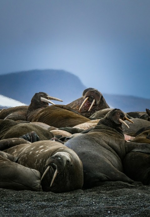 a group of sea lions laying on top of a sandy beach