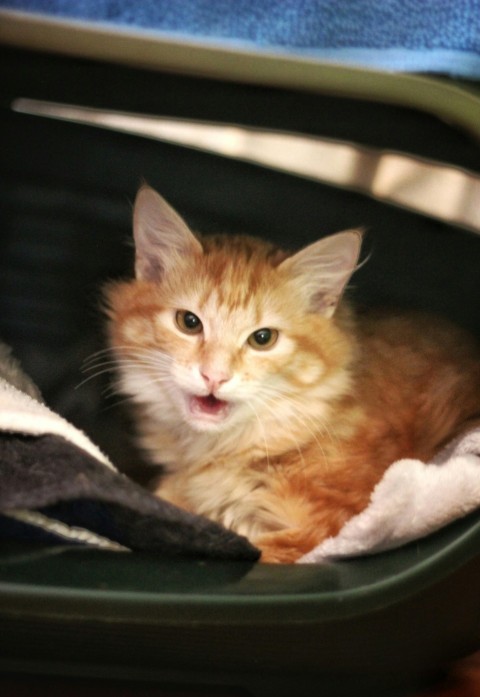 a small orange kitten sitting inside of a suitcase 1