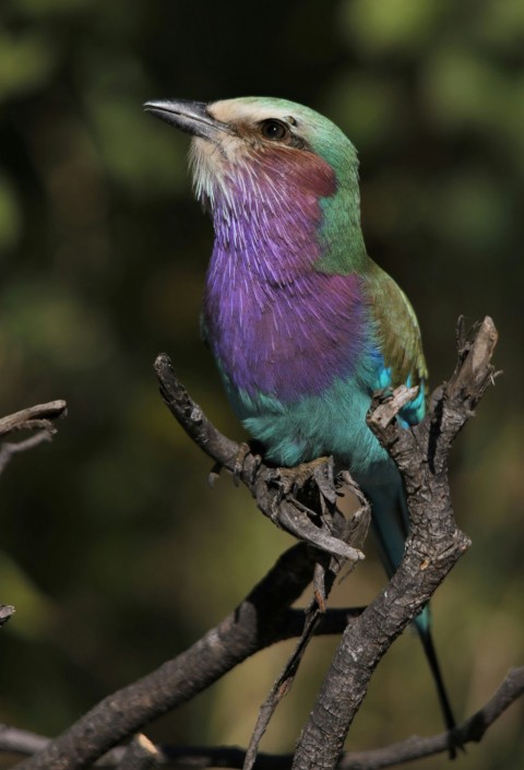 a colorful bird sitting on top of a tree branch