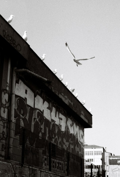 a black and white photo of a seagull flying over a building