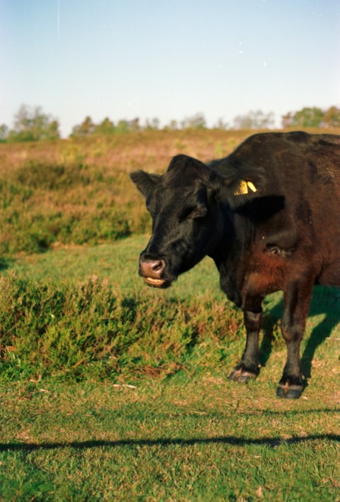 a black cow standing on top of a lush green field