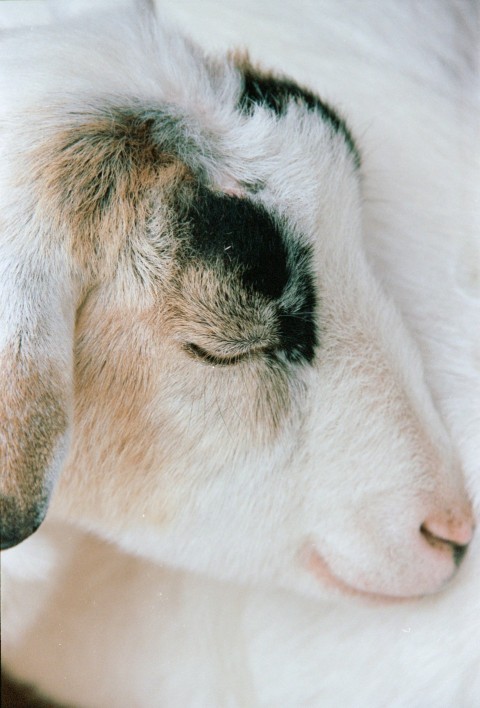 a close up of a goat with its eyes closed