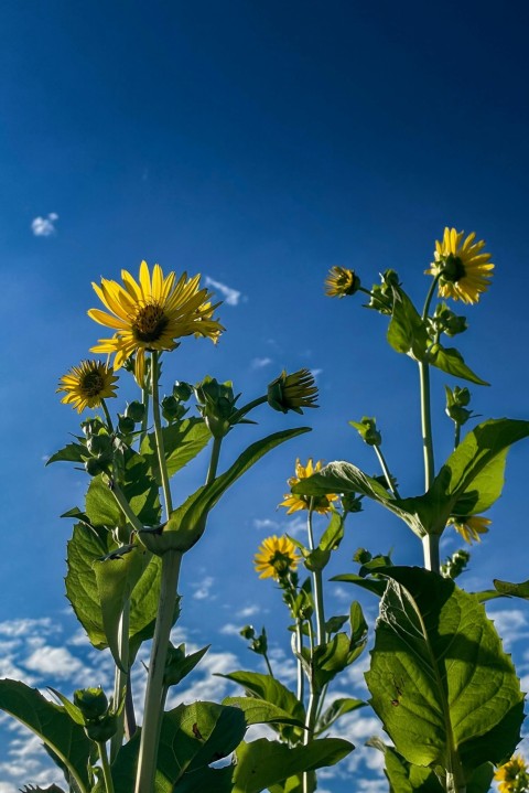 a field of sunflowers with a blue sky in the background