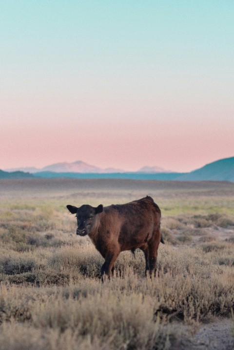 brown cow on brown grass field during daytime